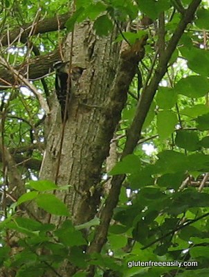 memorial-day-woodpeckers-2009-131