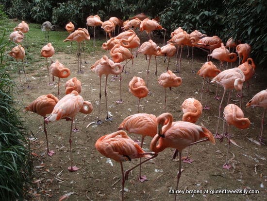 Flamingos