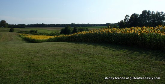 Mica Mine Farm Sunflowers