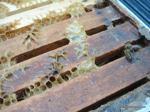 Raising Honey Bees and Harvesting Their Honey. Full frames ready to be processed by hand. Some honey bees are still hanging around.