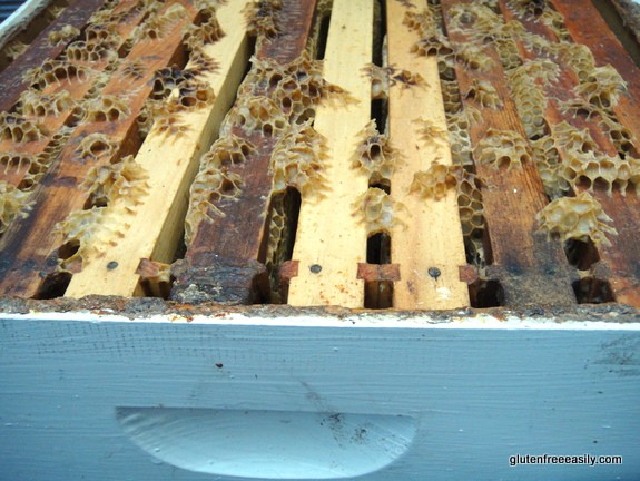 Raising Honey Bees and Harvesting Their Honey. Full frames ready to be processed by hand.