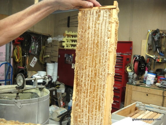 Raising Honey Bees and Harvesting Their Honey. Full frames of golden delicious honey ready to be processed by hand.