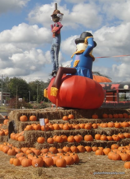 Pumpkin Patch Meadows Farm Fredericksburg Virginia