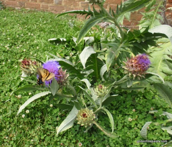 artichoke flowers, butterfly, Stratford Hall, Robert E. Lee's birthplace