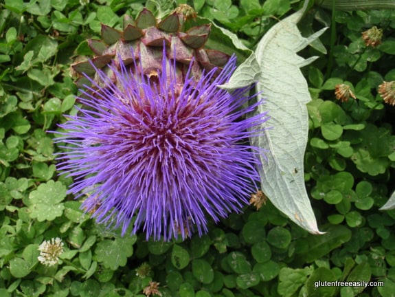 artichoke flower, Stratford Hall, Robert E. Lee's birthplace