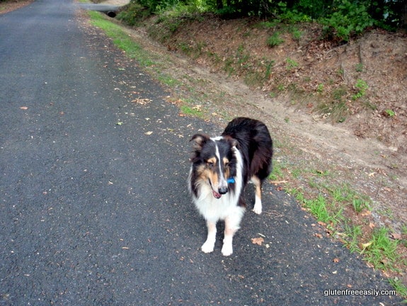 Self care with movement. Moving with a purpose. Sonny waiting for me on our morning walk as I pick up sticks en route.