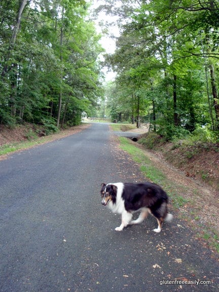 Self care with movement. Moving with a purpose. Sonny waiting for me on our morning walk as I pick up sticks en route.