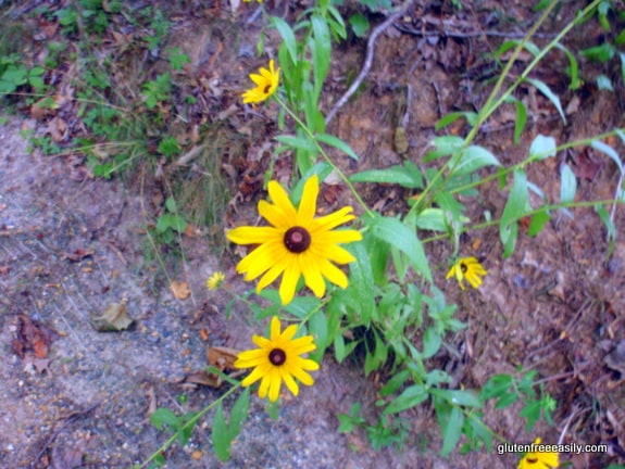 Wildflowers, walking, movement, self-care retreat, brown-eyed Susans, black-eyed Susans