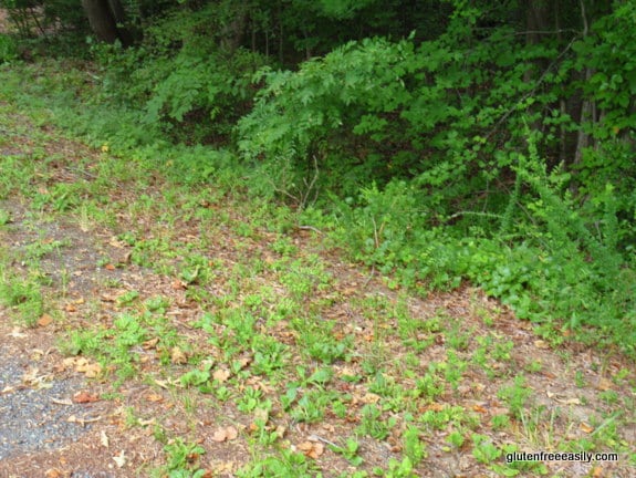 ferns, walking, movement, self-care retreat