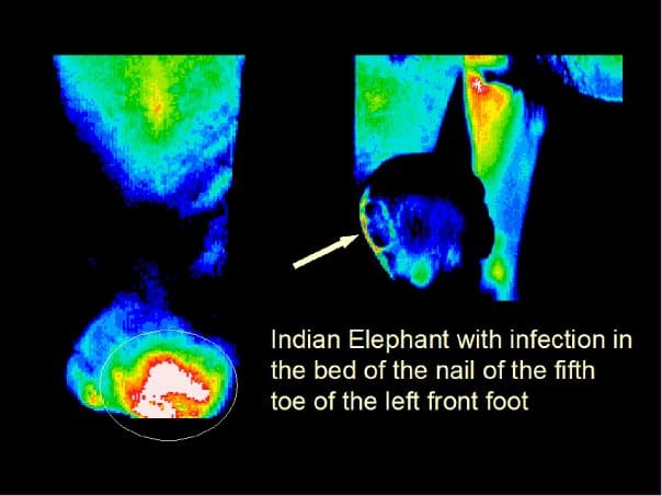 thermography, animals, elephant, toe