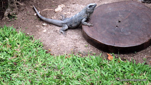 Mr. Iguana Said "No Entrance" One Afternoon, Casa del Mar Cozumel