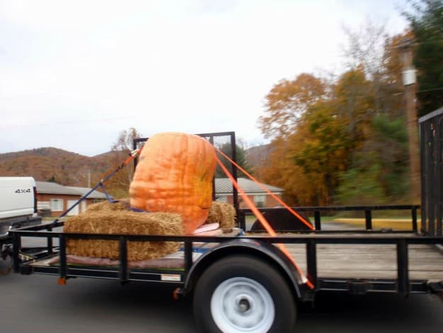 Largest Jack-o-Lantern