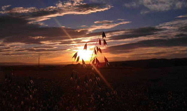 GF Harvest Oats Inspection at Sunrise