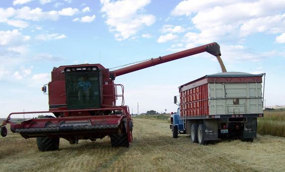 Harvesting GF Harvest Oats in Fields