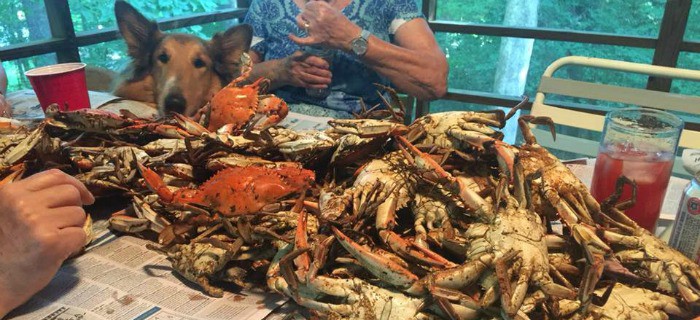 Dozer eyeing the steamed crabs at the family birthday party. [from GlutenFreeEasily.com]