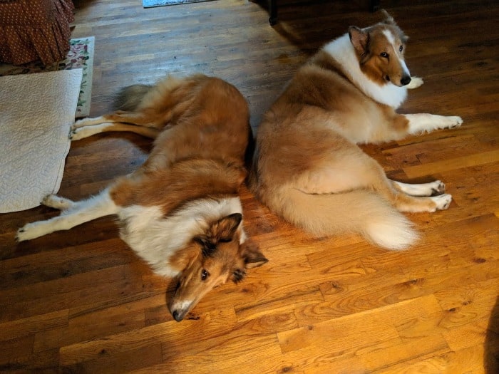 Dozer and Sandy back to back with Sandy looking at camera. [from GlutenFreeEasily.com]